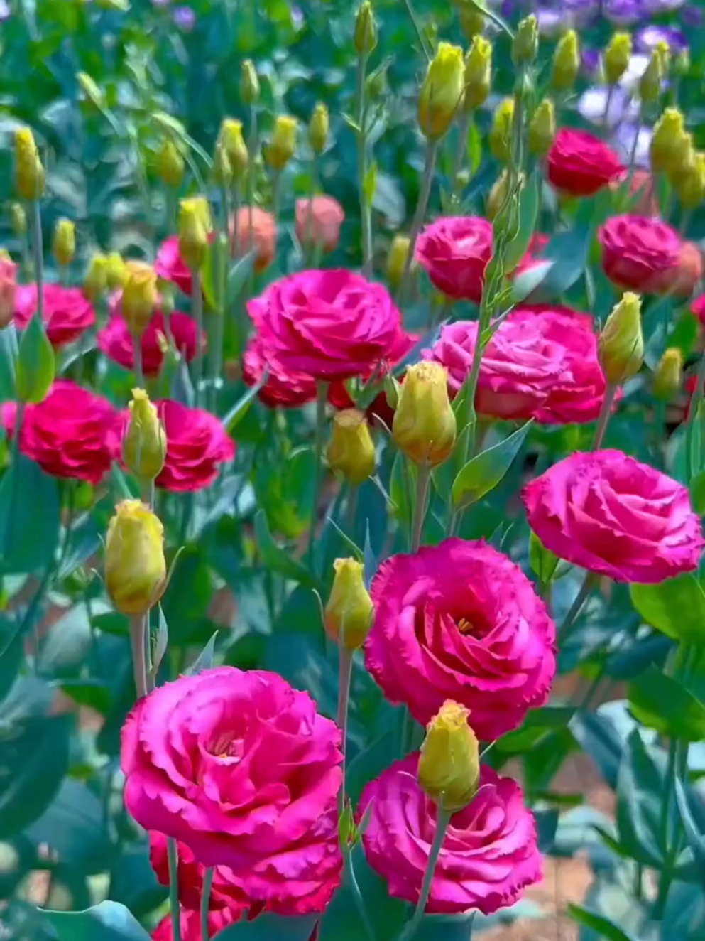 #flowers #tiktok #viral #azerbaycan #trend 