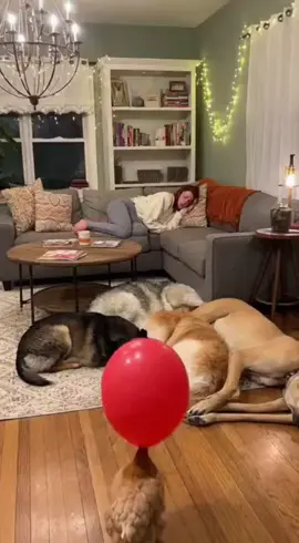 😂 الدجاجه  كابوس 5 كلاب! (لما البالون يقلب البيت) #جنون_الكلاب_والقطط #تشاكي_المرعب #مقالب_الحيوانات #ضحك_لحد_البكاء #كابوس_البالون 