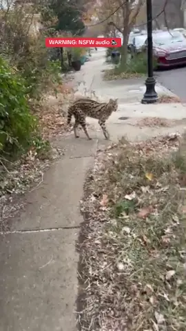 Serval cat runs loose in Baltimore neighborhood 