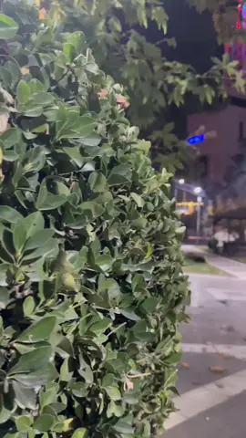 #اورفتنا_الجميله😌 #اروفا #اورفا #اورفا_تجمعآ #اكسبلورexplore 