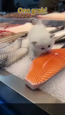 #قطط #قطط_كيوت  #قطط #قطط_كيوت 