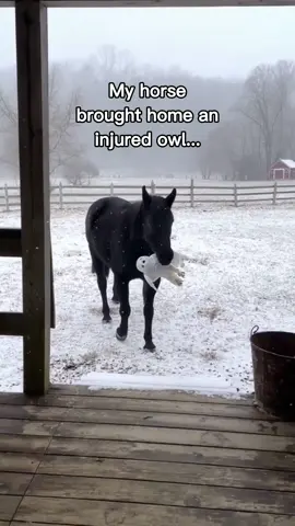 Horses are so smart!❤️😭 #wholesome #animals 