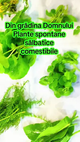 #plante #salbatice #comestibile 