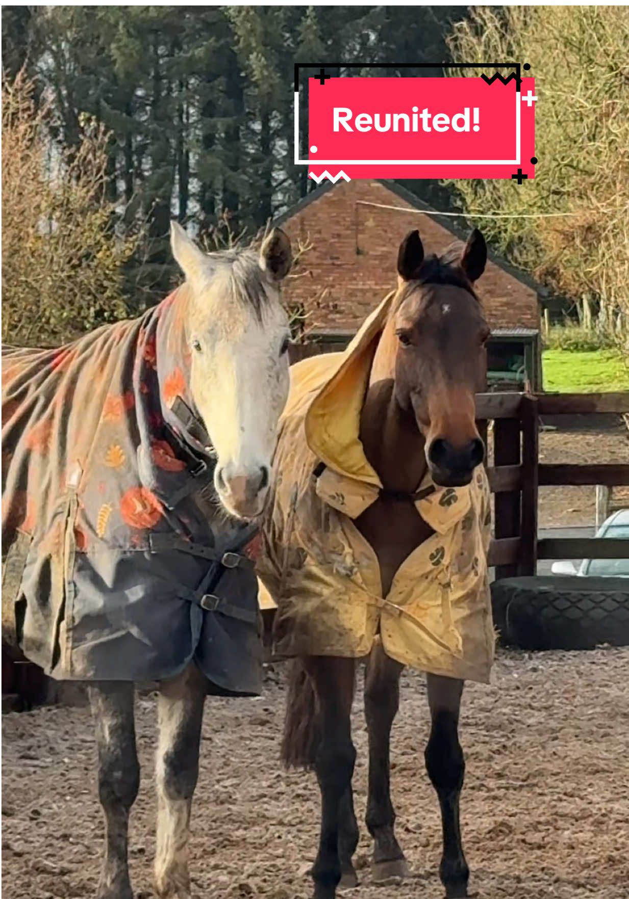 Maybe it was just a summer fling..🥲 #horsetok #horseriding #equestrian #horsesoftiktok #fyp 