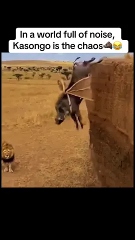 In a world full of noise, Kasongo is the chaos 🐗😂😂 #fyp #kasongo #kasongoyeyeyoriginal #kasongoyeye #foryoupage 