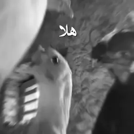 حقوقي ذمه بركبته ل يبوكه #fyp #fyppppppppppppppppppppppp #الصيتاوي 