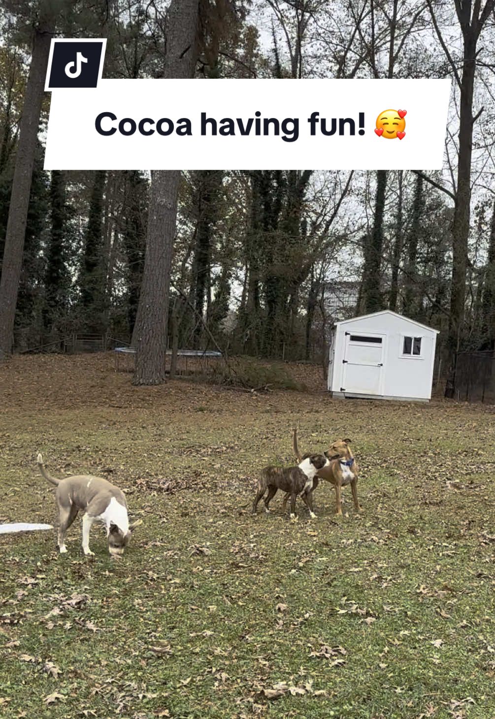 Replying to @BlueHeartedWarrior    She loves other dogs! She was gentle enough with Bean but also rowdy enough to play with Junie and Nina. She is limping- she’s had an issue with one of her back toes since she was born. She will likely need some sort of procedure to correct her chronic ingrown toenail