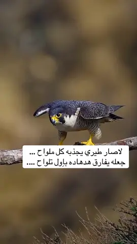 مستحيل اهواڪ وانت سهل بيد غيري.. نفسي علي ما تهون وانت للناس هين..#اكسبلورexplore 