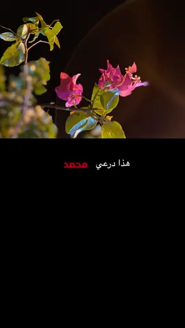 هذا درعي محمد هذا الطيب الوافي#اكسبلورexplore 