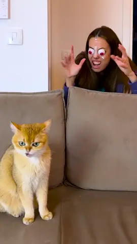 Cat vs Human: Fear Level 100! 😹😹 #cats #catsoftiktok 