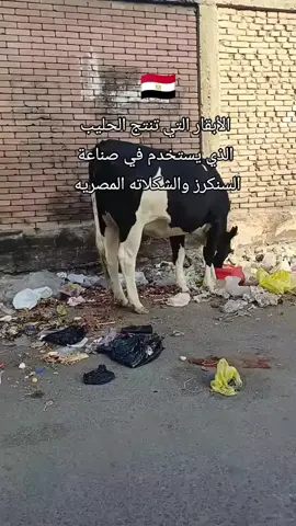 #المملكة_العربية_السعودية🇸🇦 #الرياض #المدينة_المنورة #جدة #السعودية🇸🇦 