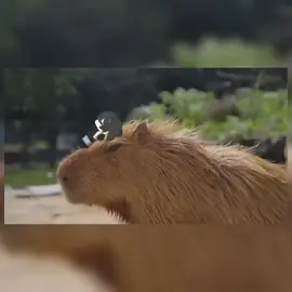 chill #wutheringwavesgameplay #xuhuongtiktok #WutheringWaves #wutheringwavesedit #capybara 