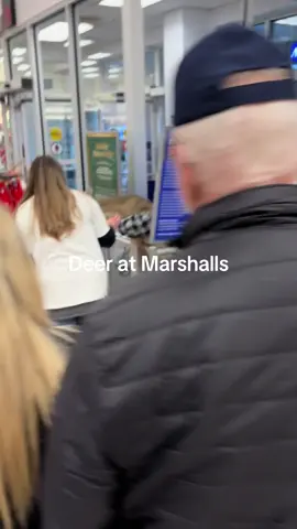 This has to be one of the most funniest things I have witnessed #fypシ #xyzbca #random #deer #marshalls 