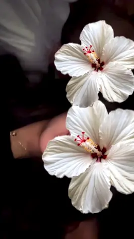 ❤️ #explore #fyp #foryoupage #tiktok #اكسبلور 