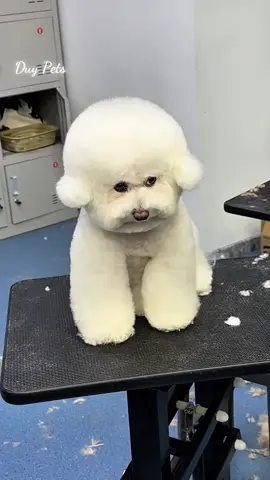 Đi spa xong cái bị cọc ngangg 🤣#grooming #poodle #duypets 