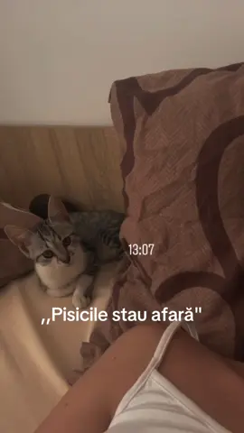 Iubițica mea 🩷 #catlover #foryoupage❤️❤️ #myheart 