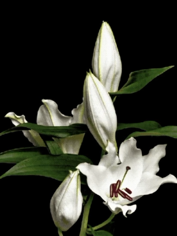 ★ #champagnepoetry #drake #lovesong #Love #lyrics 