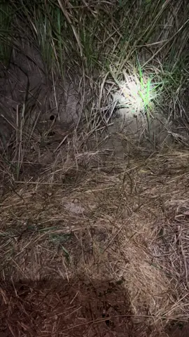 เสียงปากปีศาจ✌️ถ้าเป็นแบบนี้คิดว่าจะโดนไหมครับ🐀🐀🐀คนละเม้นครับ🙏🙏