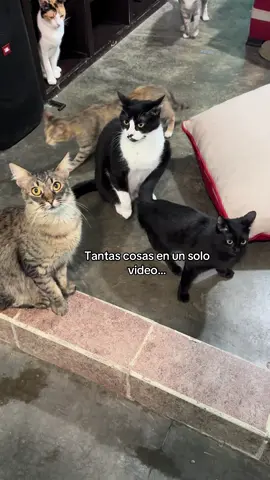 Final inesperado 😂🫣 #gatospeleando #linkingpark #michistiktok #michisgraciosos 