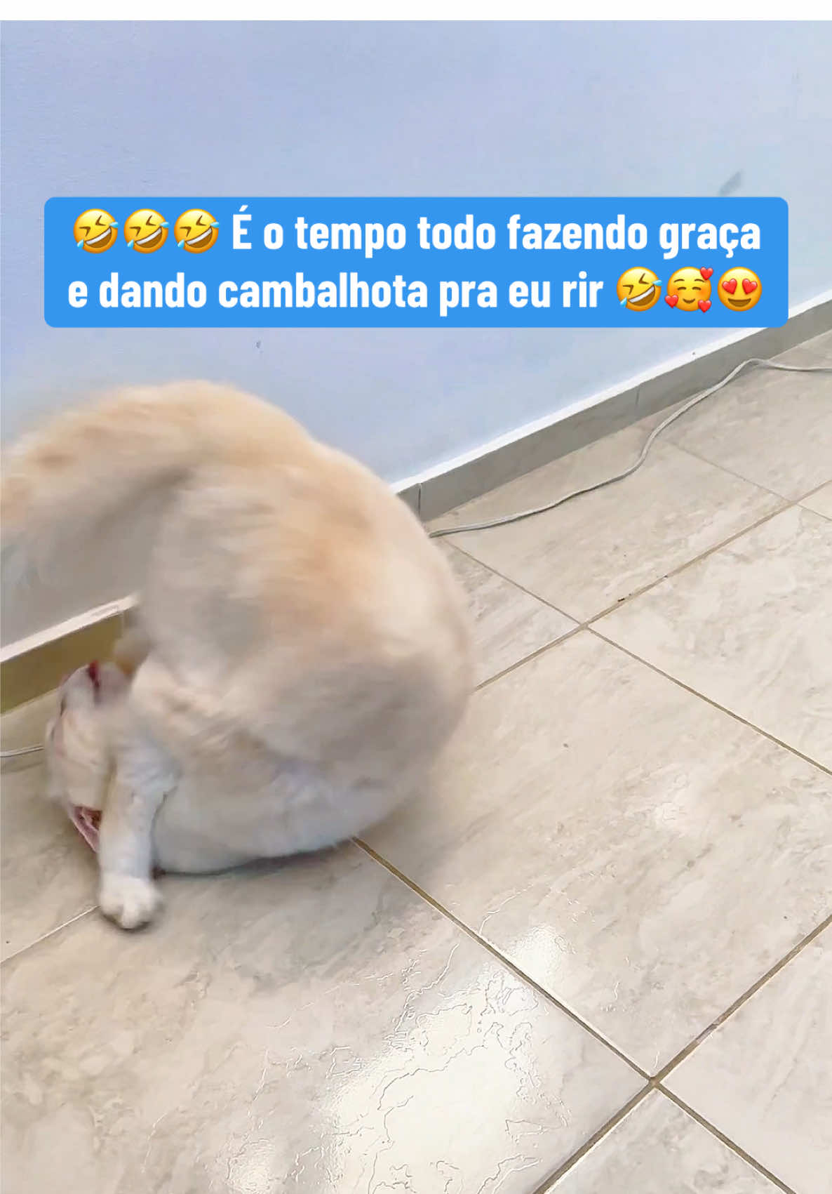 🤣🤣🤣 Quem guenta? É o tempo todo fazendo graça pro papai rir, ele da cambalhota sozinho 🤣🥰😍 Esse gato é fofura o tempo todo! 😍 Siga nosso gatinho cambalhota, 🥰 👉🏾 Da uma olhadinha na VITRINE que separei os melhores produtos para seu gato 🐱🐈🐈‍⬛🥰 #snowcambalhota #gatos #catsoftiktok #fofura #fun