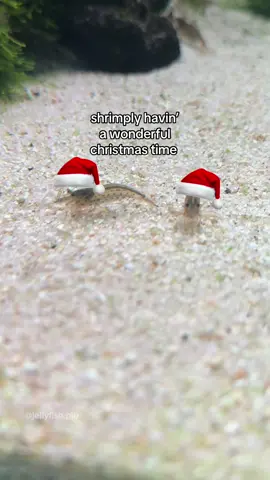 i wanted to save this til a bit later in the month but then i made it this evening and it was so silly and i was so pleased with how it turned out I couldn't resist just sharing it straight away loool 😭 anyways it's December which means its Christmastime yippeee 🩵 #shrimptank #oceanaesthetic #kawaiiaesthetic #shrimps #jellyfish 