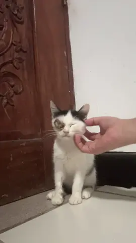 Mimi, a sweet and brave little kitten, urgently needs ₱80,000 for life-saving eye surgery 🥺. Despite her swollen and irritated eye, Mimi still purrs, plays with us. Her vet diagnosed her with corneal ulcer and feline herpesvirus (FHV-1), and the surgery is essential to save her eye and prevent her from living in constant pain. Also from losing her left eye po.  Our family is doing everything we can, but we need help to cover the remaining costs, surgery, medication, and the long healing process Mimi will have to go through 😭 Any donation, no matter how small, would make a huge difference in giving Mimi the chance to live a happy, pain-free life. Kahit views or comment lang po, malaking tulong na kay Mimi 🥺 Gcash: O9062367583 (Tyrone C.) #savemimi #savemykitten #catlove