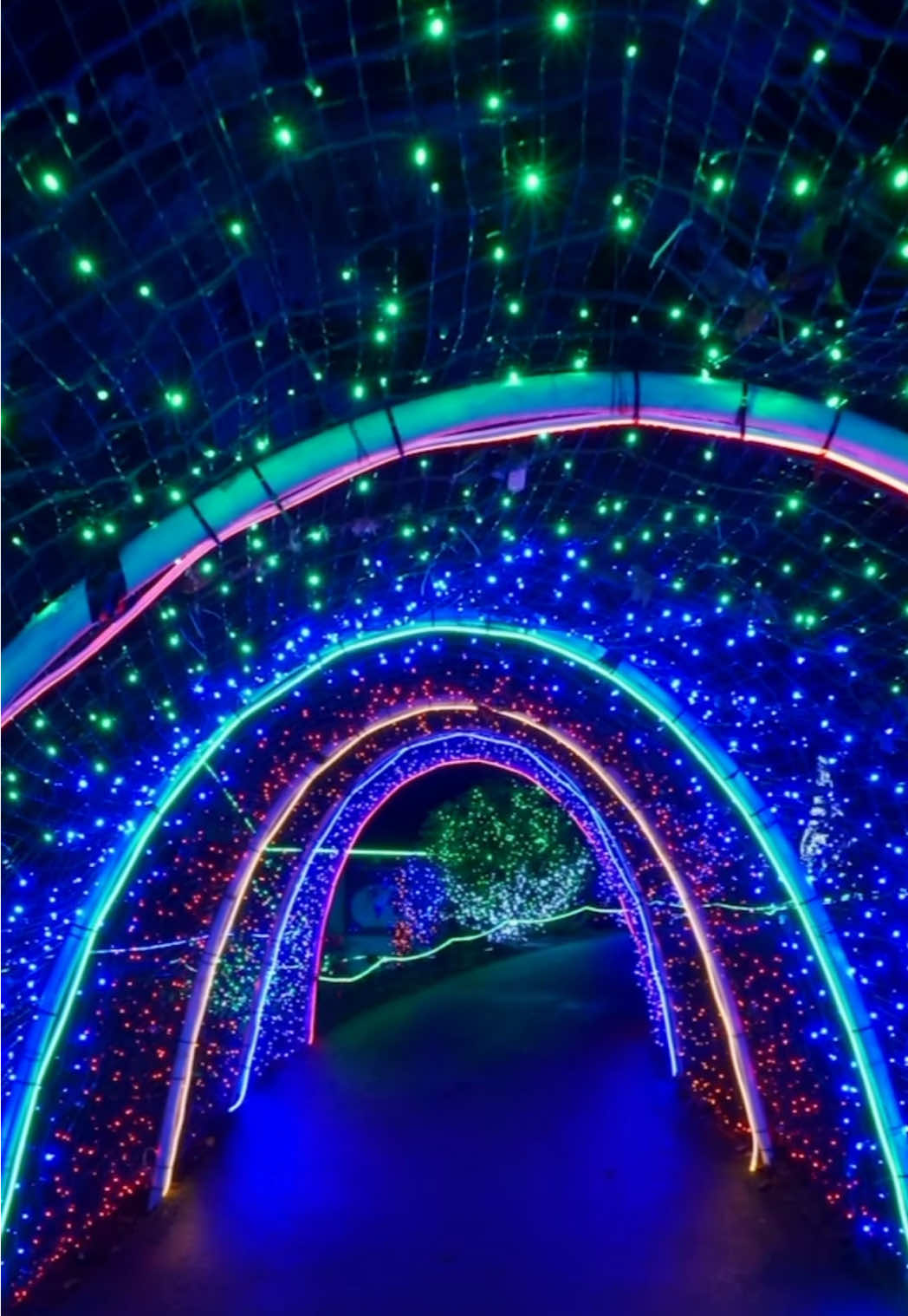 ✨ ZOOLIGHTS ✨ Now through Jan. 4! Stroll through the Zoo as it sparkles with over 1.5 million dazzling lights.  #zoolights #tacoma #pointdefiancezoo