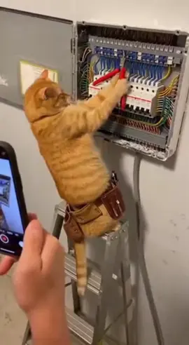 #funnymoments #fypシ゚ #viralindonesia #kucingtiktok #sora2 