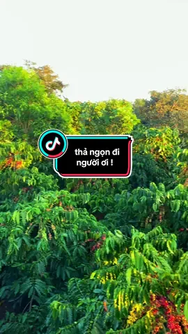 thẳ ngọn  đi mọi người ơi##càphe##xuhuong##nongsan##lamvuon##nôngdân