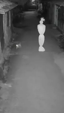 Kucingnya Usil #kucingtiktok #kucinglucu #pocong 