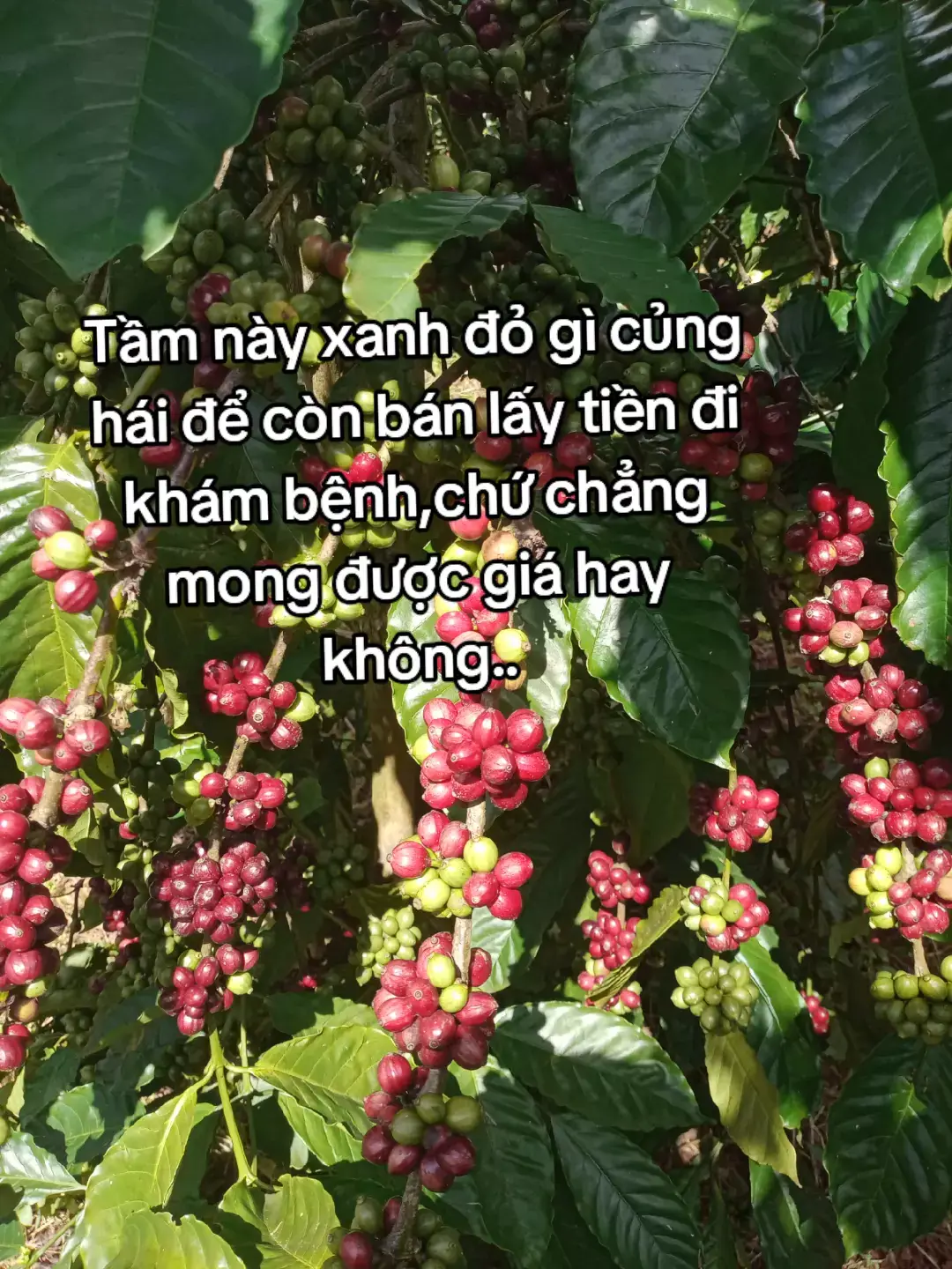 Sáng ấm áp nhé! #haicaphe 