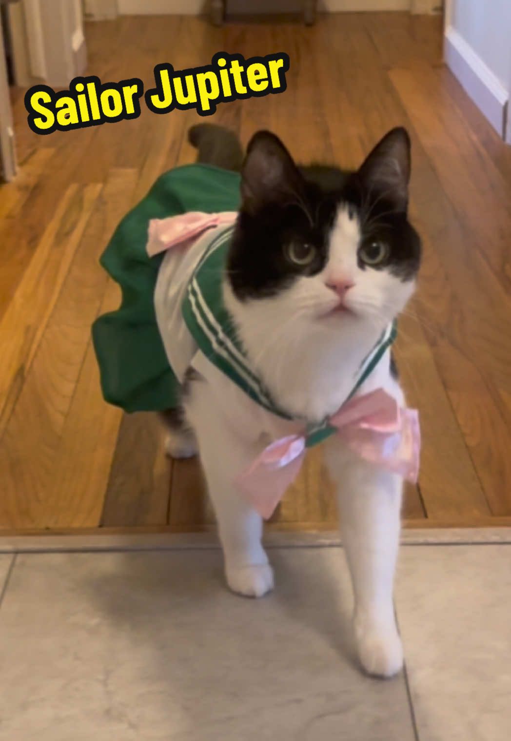 🎂 HAPPY BIRTHDAY 🎂 Sailor Jupiter 💚 I am the Pretty Guardian who fights for Love and for Courage 🩷 #sailormoon #cat #cosplay #costume #anime 