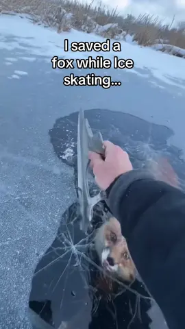 A coyote almost took her! #wholesome #animals 