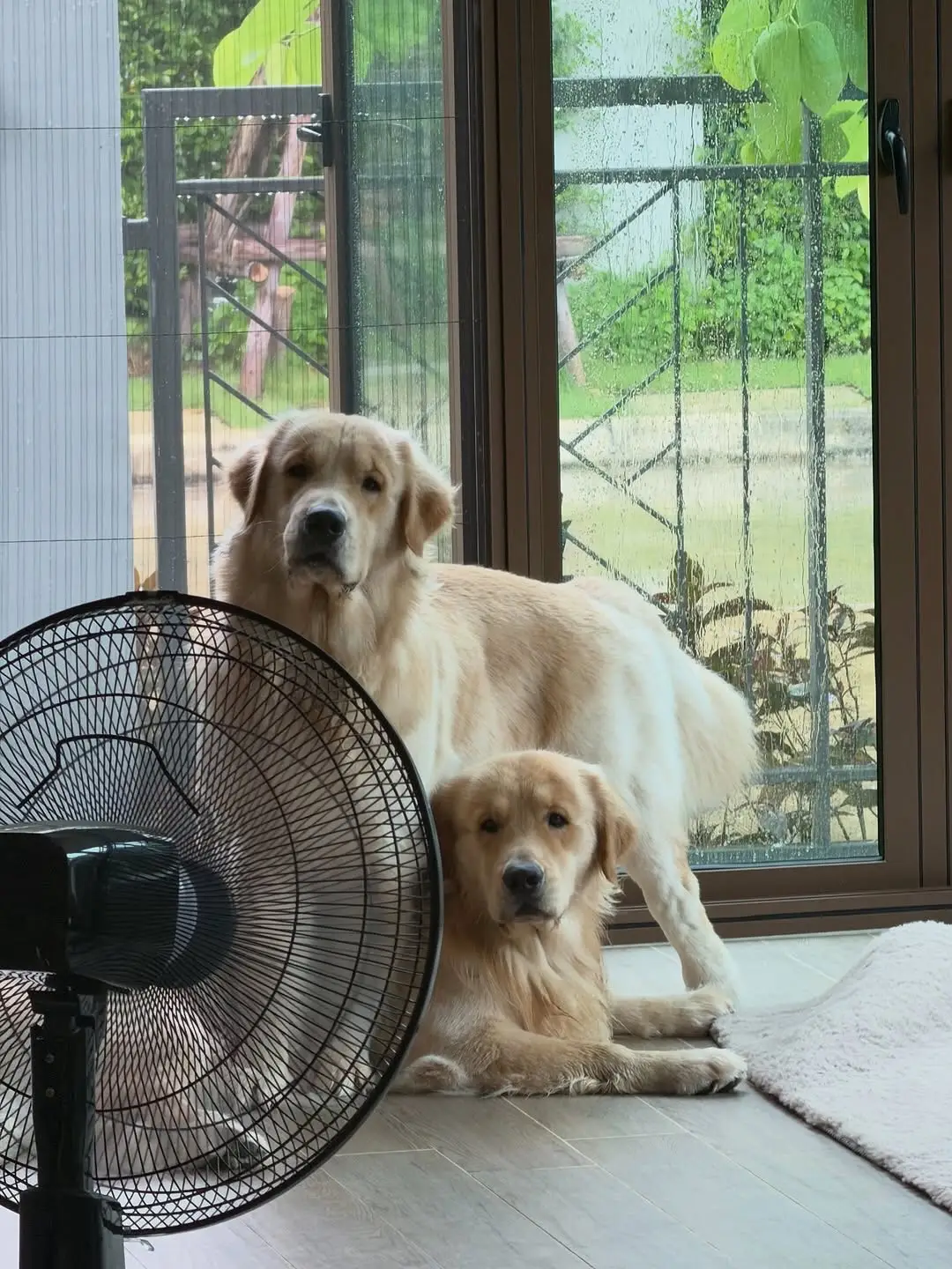 #ohmpawat #goldenretriever #gold__denn #golddenn #pets  