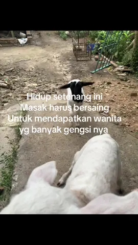 Mending mendapatkan dorper lebih jos #masukberandafyp #domba #dorper #peternakmuda #tukangngarit 