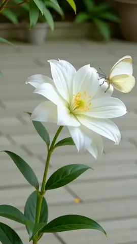 #ادعيه_اذكار_تسبيح_دعاء_استغفار_اية #تصاميم_فيديوهات #صباحكم_معطر_بذكر_الله 