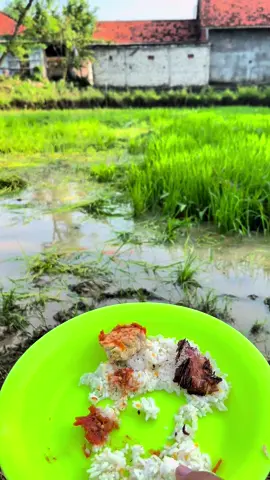 #CapCut #fyp #sawah #sawahpadi #petani 