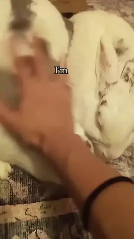 I'm a bun I'm a bun #rabbit #bunny #bunnies 