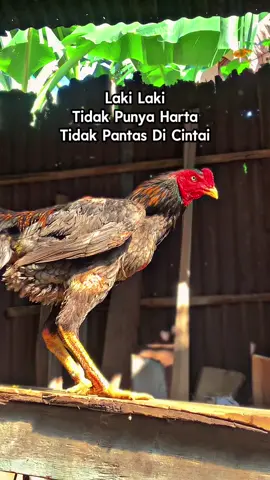 Apet asor e nk meneng yo dwe harta bolo🤙🏻🤣#ayamindonesia #pakoy #fyppppppppppppppppppppppp 