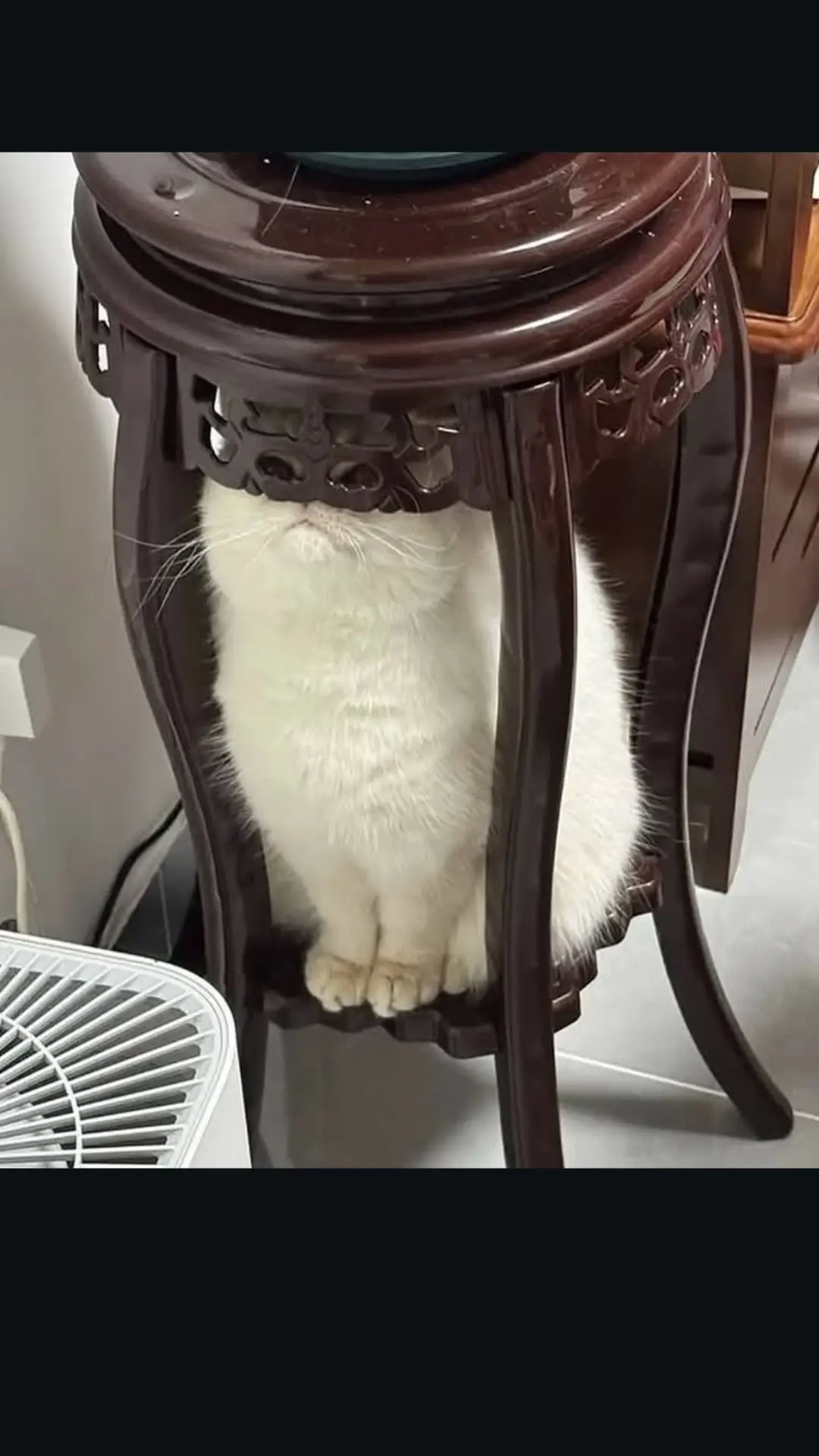 I AM. #iambatman #batman #catsoftiktok #kitten #fyp 