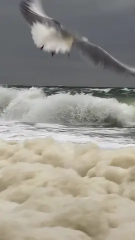 #علي_جابر_رحمه_الله 