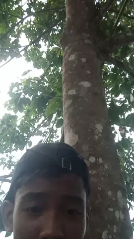 kawan nurih hulu nah #storybanjar #banjarpride #banjarbungas #tamban #fyppp