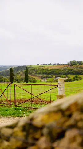 🍃 #libya🇱🇾 #foryou #viral #explore #fyp 