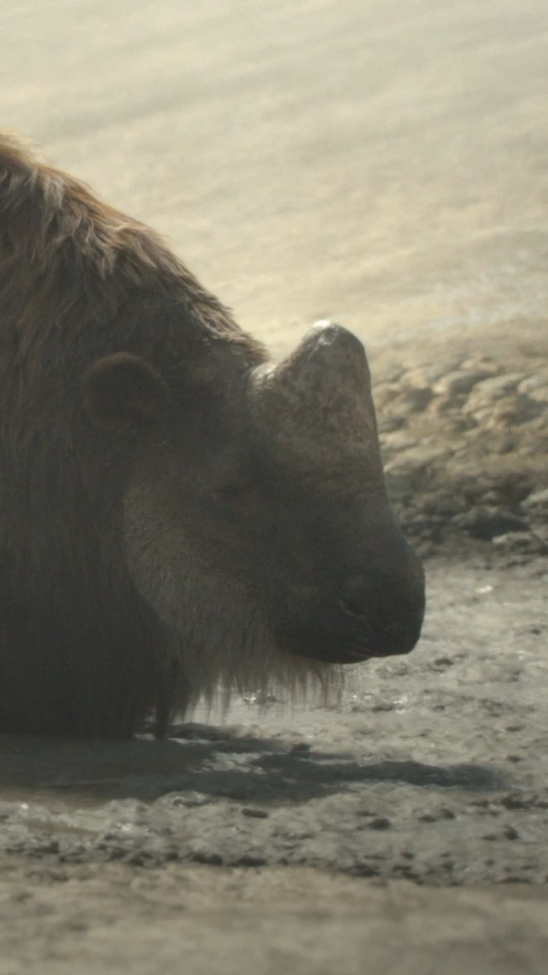 Sharing secrets at the spa. Prehistoric Planet: Ice Age — Now Streaming #PrehistoricPlanetIceAge #TomHiddleston #AppleTV