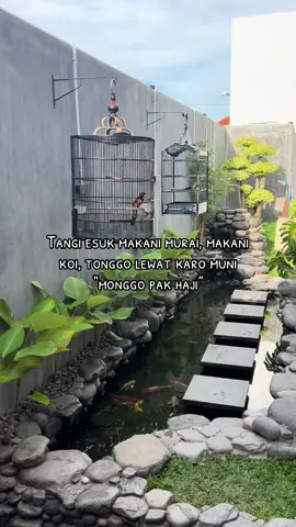 #muraibatuindonesia #cucakijomania #muraibatumania 