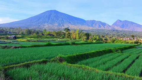 Gunung Rinjani dari Dusun Bawak Nao #lombok #rinjani #sembalun #djineo #sawah 