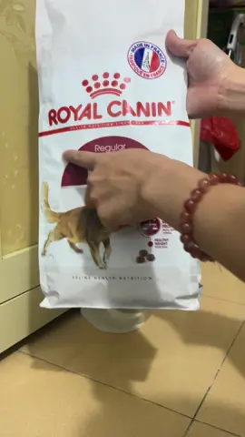 Thức ăn cho mèo trưởng thành, hạt Royal canin fit 32 #mèo #mèocon #mèodễthương #pet#viral 