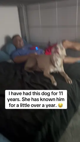 “When a Pitbull Decides to Be Funny… No One Can Stop It”#pitbull #funny #dog #funnydogvideos #funypitbull 