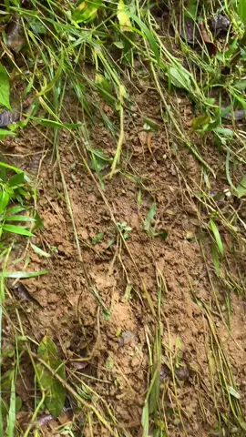 kalaykay pang gamas ng damo metal rake fyp#kalaykay #panggamasngdamo #metalrake #fyp