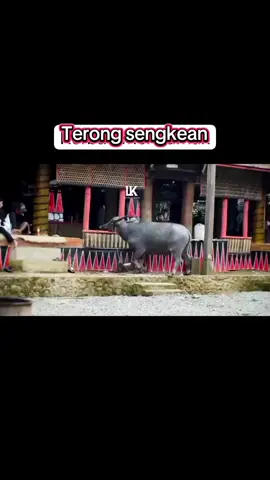 #fypシ゚viral Kerbau jg bisah marah